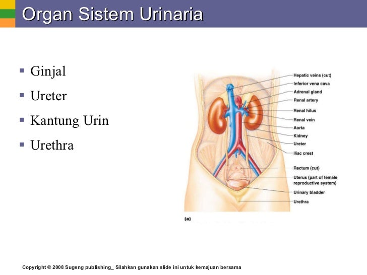 Ppt Biologi Sma Kelas Xi Sistem Ekskresi Pada Manusia Dan Hewan Ikan Ppt Biologi Sma Kelas Xi Sistem Ekskresi Pada Manusia Dan Hewan Ikan