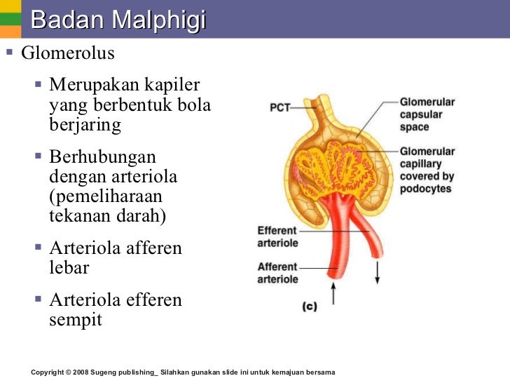 Ppt Biologi Sma Kelas Xi Sistem Ekskresi Pada Manusia Dan Hewan Ikan Ppt Biologi Sma Kelas Xi Sistem Ekskresi Pada Manusia Dan Hewan Ikan