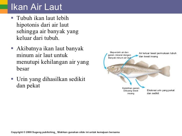 101 Jelaskan Cara Adaptasi Ikan Air Laut Dalam Proses Ekskresinya Terbaik
