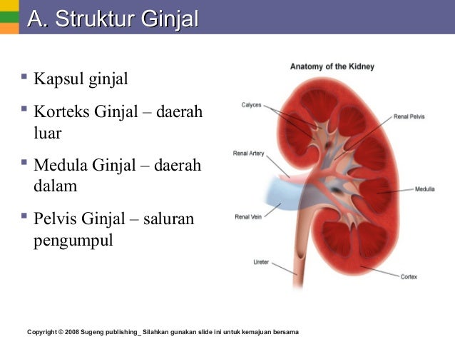 Download 8500 Koleksi Gambar Ginjal Lengkap Terbaru 