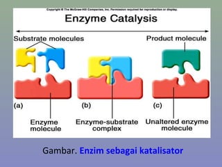 Gambar. Enzim sebagai katalisator
 