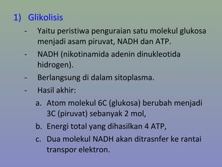 1) Glikolisis
- Yaitu peristiwa penguraian satu molekul glukosa
menjadi asam piruvat, NADH dan ATP.
- NADH (nikotinamida adenin dinukleotida
hidrogen).
- Berlangsung di dalam sitoplasma.
- Hasil akhir:
a. Atom molekul 6C (glukosa) berubah menjadi
3C (piruvat) sebanyak 2 mol,
b. Energi total yang dihasilkan 4 ATP,
c. Dua molekul NADH akan ditrasnfer ke rantai
transpor elektron.
 