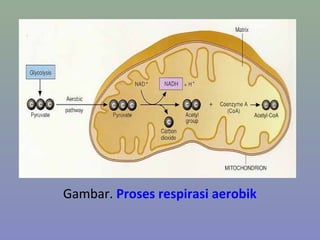 Gambar. Proses respirasi aerobik
 