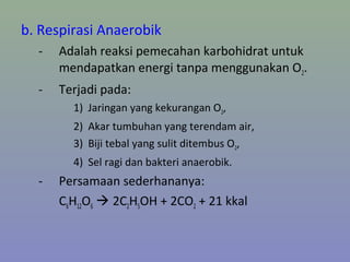 b. Respirasi Anaerobik
- Adalah reaksi pemecahan karbohidrat untuk
mendapatkan energi tanpa menggunakan O2.
- Terjadi pada:
1) Jaringan yang kekurangan O2,
2) Akar tumbuhan yang terendam air,
3) Biji tebal yang sulit ditembus O2,
4) Sel ragi dan bakteri anaerobik.
- Persamaan sederhananya:
C6H12O6  2C2H5OH + 2CO2 + 21 kkal
 
