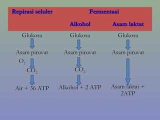 Repirasi selulerRepirasi seluler FermentasiFermentasi
AlkoholAlkohol Asam laktatAsam laktat
GlukosaGlukosa
Asam piruvatAsam piruvat
OO22
COCO22
Air + 36 ATPAir + 36 ATP
GlukosaGlukosa
Asam piruvatAsam piruvat
COCO22
Alkohol + 2 ATPAlkohol + 2 ATP
GlukosaGlukosa
Asam piruvatAsam piruvat
Asam laktat +Asam laktat +
2ATP2ATP
 