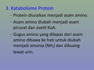 3. Katabolisme Protein
- Protein diuraikan menjadi asam amino.
- Asam amino diubah menjadi asam
piruvat dan asetil KoA.
- Gugus amino yang dilepas dari asam
amino dibawa ke hati untuk diubah
menjadi amonia (NH3) dan dibuang
lewat urin.
 