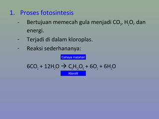 1. Proses fotosintesis
- Bertujuan memecah gula menjadi CO2, H2O, dan
energi.
- Terjadi di dalam kloroplas.
- Reaksi sederhananya:
6CO2 + 12H2O  C6H12O6 + 6O2 + 6H2O
Cahaya matahari
Klorofil
 