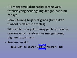 - Hill mengemukakan reaksi terang yaitu
fotolisis yang berlangsung dengan bantuan
cahaya.
- Reaksi terang terjadi di grana (tumpukan
tilakoid di dalam kloroplas).
- Tilakoid berupa gelembung pipih berbentuk
cakram yang membrannya mengandung
pigmen fotosintesis.
- Persamaan Hill:
12H2O + ADP + Pi + 12 NADP+
 6O2 + ATP 12NADPH + 12H+
cahaya
matahari
 