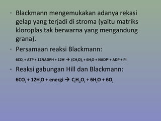 - Blackmann mengemukakan adanya rekasi
gelap yang terjadi di stroma (yaitu matriks
kloroplas tak berwarna yang mengandung
grana).
- Persamaan reaksi Blackmann:
6CO2 + ATP + 12NADPH + 12H+
 (CH2O)6 + 6H2O + NADP+
+ ADP + Pi
- Reaksi gabungan Hill dan Blackmann:
6CO2 + 12H2O + energi  C6H12O6 + 6H2O + 6O2
 