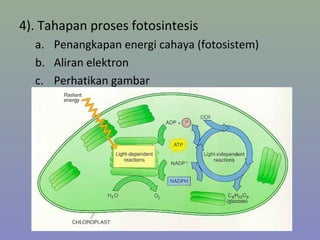 4). Tahapan proses fotosintesis
a. Penangkapan energi cahaya (fotosistem)
b. Aliran elektron
c. Perhatikan gambar
 