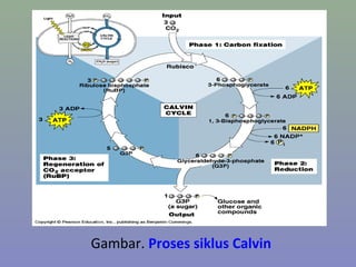 Gambar. Proses siklus Calvin
 