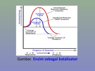 Gambar. Enzim sebagai katalisator
 