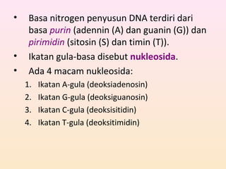 • Basa nitrogen penyusun DNA terdiri dari
basa purin (adennin (A) dan guanin (G)) dan
pirimidin (sitosin (S) dan timin (T)).
• Ikatan gula-basa disebut nukleosida.
• Ada 4 macam nukleosida:
1. Ikatan A-gula (deoksiadenosin)
2. Ikatan G-gula (deoksiguanosin)
3. Ikatan C-gula (deoksisitidin)
4. Ikatan T-gula (deoksitimidin)
 