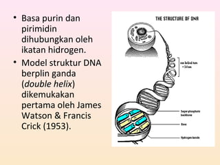 • Basa purin dan
pirimidin
dihubungkan oleh
ikatan hidrogen.
• Model struktur DNA
berplin ganda
(double helix)
dikemukakan
pertama oleh James
Watson & Francis
Crick (1953).
 
