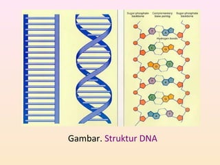 Gambar. Struktur DNA
 