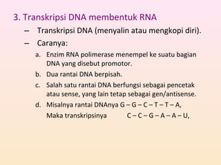 3. Transkripsi DNA membentuk RNA
– Transkripsi DNA (menyalin atau mengkopi diri).
– Caranya:
a. Enzim RNA polimerase menempel ke suatu bagian
DNA yang disebut promotor.
b. Dua rantai DNA berpisah.
c. Salah satu rantai DNA berfungsi sebagai pencetak
atau sense, yang lain tetap sebagai gen/antisense.
d. Misalnya rantai DNAnya G – G – C – T – T – A,
Maka transkripsinya C – C – G – A – A – U,
 