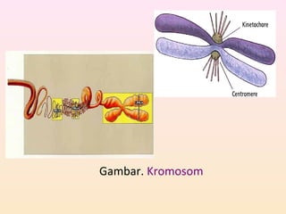Gambar. Kromosom
 