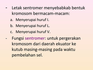 - Letak sentromer menyebabkab bentuk
kromosom bermacam-macam:
a. Menyerupai huruf I.
b. Menyerupai huruf L.
c. Menyerupai huruf V.
- Fungsi sentromer: untuk pergerakan
kromosom dari daerah ekuator ke
kutub masing-masing pada waktu
pembelahan sel.
 
