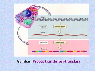 Gambar. Proses transkripsi-translasi
 