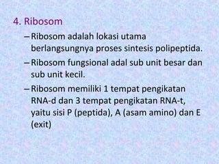 4. Ribosom
–Ribosom adalah lokasi utama
berlangsungnya proses sintesis polipeptida.
–Ribosom fungsional adal sub unit besar dan
sub unit kecil.
–Ribosom memiliki 1 tempat pengikatan
RNA-d dan 3 tempat pengikatan RNA-t,
yaitu sisi P (peptida), A (asam amino) dan E
(exit)
 