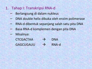 1. Tahap I: Transkripsi RNA-d
– Berlangsung di dalam nukleus
– DNA double helix dibuka oleh enzim polimerase
– RNA-d dibentuk sepanjang salah satu pita DNA
– Basa RNA-d komplemen dengan pita DNA
– Misalnya:
CTCGACTAA  DNA
GAGCUGAUU  RNA-d
 