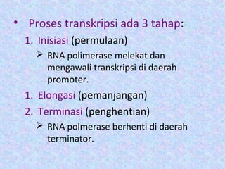 • Proses transkripsi ada 3 tahap:
1. Inisiasi (permulaan)
 RNA polimerase melekat dan
mengawali transkripsi di daerah
promoter.
1. Elongasi (pemanjangan)
2. Terminasi (penghentian)
 RNA polmerase berhenti di daerah
terminator.
 