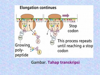 Gambar. Tahap transkripsi
 