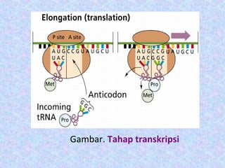 Gambar. Tahap transkripsi
 