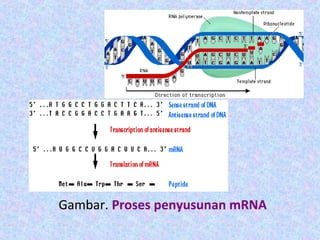 Gambar. Proses penyusunan mRNA
 