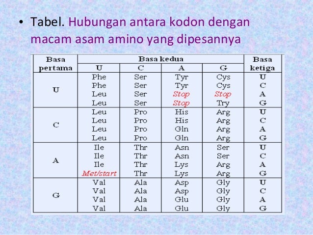 Kodon pada mrna yang memulai translasi adalah