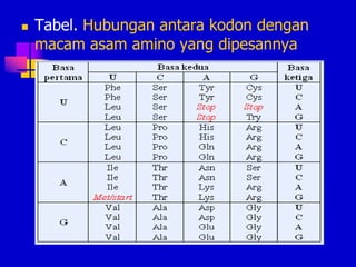  Tabel. Hubungan antara kodon dengan
macam asam amino yang dipesannya
 