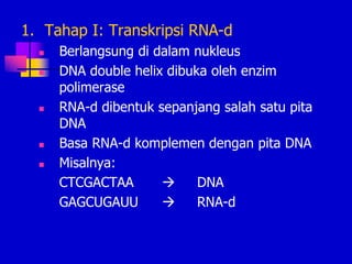 1. Tahap I: Transkripsi RNA-d
 Berlangsung di dalam nukleus
 DNA double helix dibuka oleh enzim
polimerase
 RNA-d dibentuk sepanjang salah satu pita
DNA
 Basa RNA-d komplemen dengan pita DNA
 Misalnya:
CTCGACTAA  DNA
GAGCUGAUU  RNA-d
 