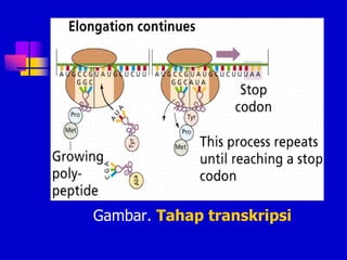Gambar. Tahap transkripsi
 