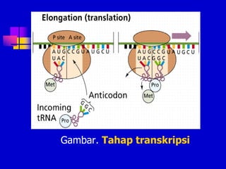 Gambar. Tahap transkripsi
 
