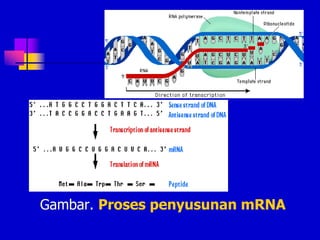 Gambar. Proses penyusunan mRNA
 