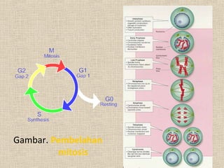 Gambar. Pembelahan
mitosis
 