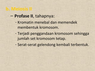 b. Meiosis II
– Profase II, tahapnya:
- Kromatin menebal dan memendek
membentuk kromosom.
- Terjadi penggandaan kromosom sehingga
jumlah set kromosom tetap.
- Serat-serat gelendong kembali terbentuk.
 
