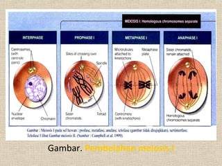 Gambar. Pembelahan meiosis I
 
