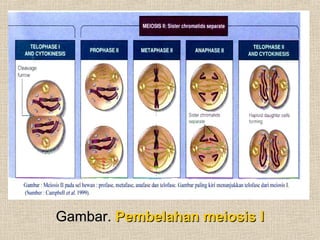 Gambar.Gambar. Pembelahan meiosis IPembelahan meiosis I
 
