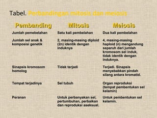 Tabel. Perbandingan mitosis dan meiosis
PembandingPembanding MitosisMitosis MeiosisMeiosis
Jumlah pemebelahanJumlah pemebelahan Satu kali pembelahanSatu kali pembelahan Dua kali pembelahanDua kali pembelahan
Jumlah sel anak &Jumlah sel anak &
komposisi genetikkomposisi genetik
2, masing-masing diploid2, masing-masing diploid
(2n) identik dengan(2n) identik dengan
induknyainduknya
4, masing-masing4, masing-masing
haploid (n) mengandunghaploid (n) mengandung
separuh dari jumlahseparuh dari jumlah
kromosom sel induk,kromosom sel induk,
tidak identik dengantidak identik dengan
induknya.induknya.
Sinapsis kromosomSinapsis kromosom
homologhomolog
Tidak terjadiTidak terjadi Terjadi. SinapsisTerjadi. Sinapsis
menyebabkan pindahmenyebabkan pindah
silang antara kromatid.silang antara kromatid.
Tempat terjadinyaTempat terjadinya Sel tubuhSel tubuh Organ reproduksiOrgan reproduksi
(tempat pembentukan sel(tempat pembentukan sel
kelamin)kelamin)
PerananPeranan Untuk perbanyakan sel,Untuk perbanyakan sel,
pertumbuhan, perbaikanpertumbuhan, perbaikan
dan reproduksi aseksual.dan reproduksi aseksual.
Untuk pembentukan selUntuk pembentukan sel
kelamin.kelamin.
 