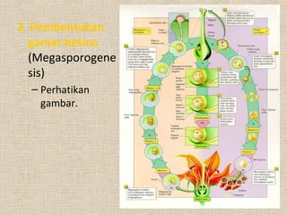 2. Pembentukan
gamet betina
(Megasporogene
sis)
– Perhatikan
gambar.
 