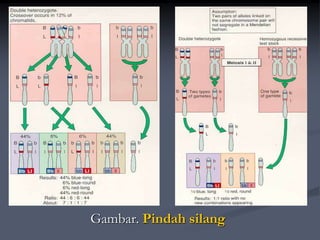 Gambar. Pindah silang
 