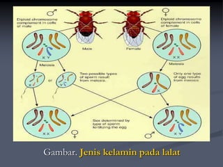 Gambar. Jenis kelamin pada lalat
 