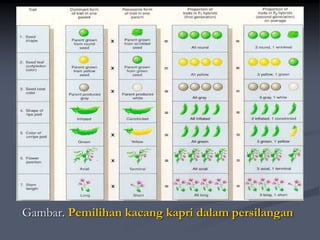 Gambar. Pemilihan kacang kapri dalam persilangan
 