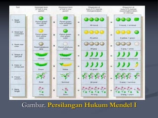 Gambar. Persilangan Hukum Mendel I
 