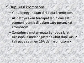 2) Duplikasi kromosom
–Yaitu penggandaan diri pada kromosom.
–Akibatnya akan terdapat lebih dari satu
segmen identik di dalam satu perangkat
kromosom.
–Contohnya mutan mata Bar pada lalat
Drosophila melanogaster akibat duplikasi 2
kali pada segmen 16A dari kromosom X.
 