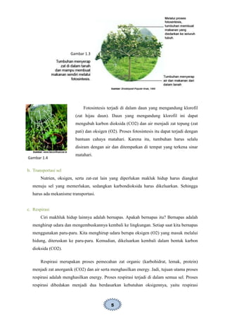 5
Fotosintesis terjadi di dalam daun yang mengandung klorofil
(zat hijau daun). Daun yang mengandung klorofil ini dapat
mengubah karbon dioksida (CO2) dan air menjadi zat tepung (zat
pati) dan oksigen (O2). Proses fotosintesis itu dapat terjadi dengan
bantuan cahaya matahari. Karena itu, tumbuhan harus selalu
disiram dengan air dan ditempatkan di tempat yang terkena sinar
matahari.
b. Transportasi sel
Nutrien, oksigen, serta zat-zat lain yang diperlukan makluk hidup harus diangkut
menuju sel yang memerlukan, sedangkan karbondioksida harus dikeluarkan. Sehingga
harus ada mekanisme transportasi.
c. Respirasi
Ciri makhluk hidup lainnya adalah bernapas. Apakah bernapas itu? Bernapas adalah
menghirup udara dan mengembuskannya kembali ke lingkungan. Setiap saat kita bernapas
menggunakan paru-paru. Kita menghirup udara berupa oksigen (O2) yang masuk melalui
hidung, diteruskan ke paru-paru. Kemudian, dikeluarkan kembali dalam bentuk karbon
dioksida (CO2).
Respirasi merupakan proses pemecahan zat organic (karbohidrat, lemak, protein)
menjadi zat anorganik (CO2) dan air serta menghasilkan energy. Jadi, tujuan utama proses
respirasi adalah menghasilkan energy. Proses respirasi terjadi di dalam semua sel. Proses
respirasi dibedakan menjadi dua berdasarkan kebutuhan oksigennya, yaitu respirasi
Gambar 1.3
Gambar 1.4
 