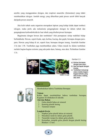 6
aerobic yang menggunakan oksigen, dan respirasi anaerobic (fermentasi) yang tidaki
membutuhkan oksigen. Jumlah energy yang dihasilkan pada proses aerob lebih banyak
daripada proses anaerob.
Jika kulit tubuh suatu organism merupakan lapisan yang kedap (tidak dapat tembus)
oksigen, maka perlu ada mekanisme pengangkutan oksigen ke dalam tubuh dan
pengangkutan karbondioksida ke luar tubuh yang disebut proses bernapas
Bagaimana dengan hewan dan tumbuhan? Alat pernapasan setiap makhluk hidup
berbedabeda. Hewan, seperti kuda, sapi, kerbau, kucing, dan gajah, bernapas dengan paru-
paru. Hewan yang hidup di air, seperti ikan, bernapas dengan insang. Amatilah Gambar
1.5a dan 1.5b. Tumbuhan juga membutuhkan udara. Udara masuk ke dalam tumbuhan
melalui bagian-bagian tertentu yang ada pada daun, batang, atau akar. Perhatikan Gambar
1.5c.

Membuktikan bahwa Tumbuhan Bernapas
Tujuan
Kamu dapat membuktikan bahwa tumbuhan bernapas.
Kegiatan ini dilakukan di sekolah.
Alat dan Bahan
1 Gelas plastik bekas air mineral
2 Kantong plastik bening
3 Tanaman rumput
Langkah Kerja
1 Siapkan gelas plastik bekas air mineral.
2 Masukkan tanah ke dalam gelas plastik
3 Tanamlah rumput ke dalam gelas plastik.
4 Kemudian, tutuplah gelas plastik dengan plastik bening.
Biarkan 1-2 hari.
Tugas 1.1
Gambar 1.5
 