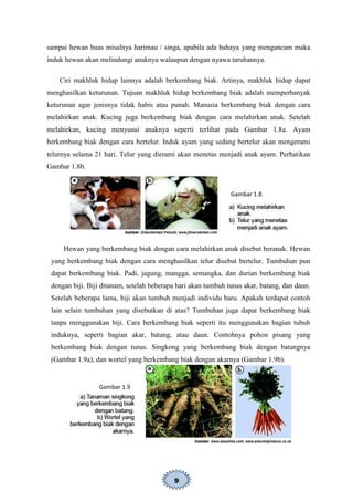 9
sampai hewan buas misalnya harimau / singa, apabila ada bahaya yang mengancam maka
induk hewan akan melindungi anaknya walaupun dengan nyawa taruhannya.
Ciri makhluk hidup lainnya adalah berkembang biak. Artinya, makhluk hidup dapat
menghasilkan keturunan. Tujuan makhluk hidup berkembang biak adalah memperbanyak
keturunan agar jenisnya tidak habis atau punah. Manusia berkembang biak dengan cara
melahirkan anak. Kucing juga berkembang biak dengan cara melahirkan anak. Setelah
melahirkan, kucing menyusui anaknya seperti terlihat pada Gambar 1.8a. Ayam
berkembang biak dengan cara bertelur. Induk ayam yang sedang bertelur akan mengerami
telurnya selama 21 hari. Telur yang dierami akan menetas menjadi anak ayam. Perhatikan
Gambar 1.8b.
Hewan yang berkembang biak dengan cara melahirkan anak disebut beranak. Hewan
yang berkembang biak dengan cara menghasilkan telur disebut bertelur. Tumbuhan pun
dapat berkembang biak. Padi, jagung, mangga, semangka, dan durian berkembang biak
dengan biji. Biji ditanam, setelah beberapa hari akan tumbuh tunas akar, batang, dan daun.
Setelah beberapa lama, biji akan tumbuh menjadi individu baru. Apakah terdapat contoh
lain selain tumbuhan yang disebutkan di atas? Tumbuhan juga dapat berkembang biak
tanpa menggunakan biji. Cara berkembang biak seperti itu menggunakan bagian tubuh
induknya, seperti bagian akar, batang, atau daun. Contohnya pohon pisang yang
berkembang biak dengan tunas. Singkong yang berkembang biak dengan batangnya
(Gambar 1.9a), dan wortel yang berkembang biak dengan akarnya (Gambar 1.9b).
Gambar 1.8
Gambar 1.9
 