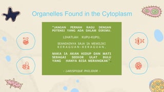 Organelles Found in the Cytoplasm
 